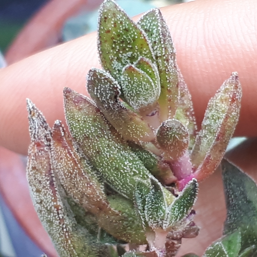 Crassula Justus Corderoy in the GardenTags plant encyclopedia