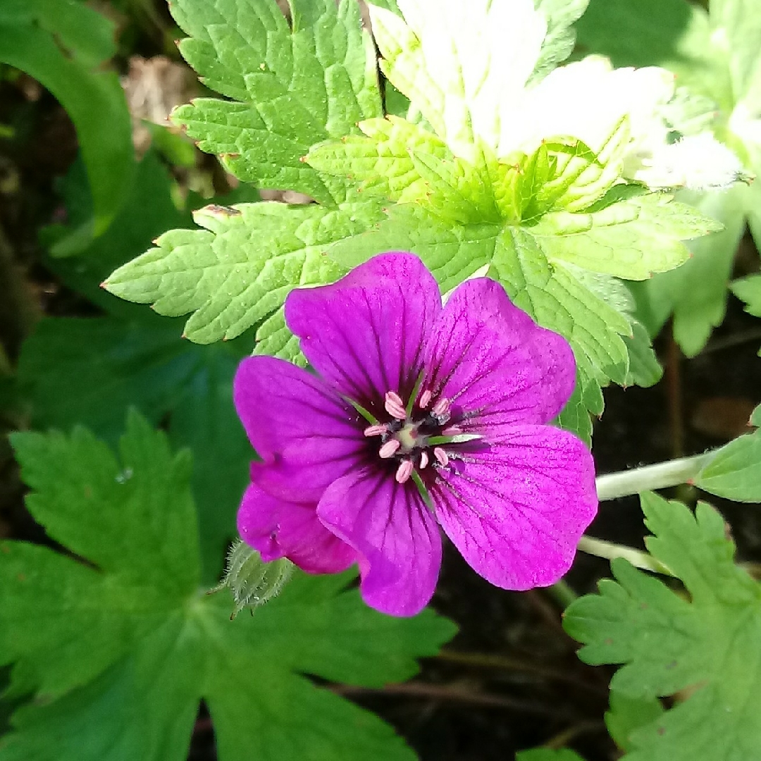 Geranium Anne Thomson in the GardenTags plant encyclopedia