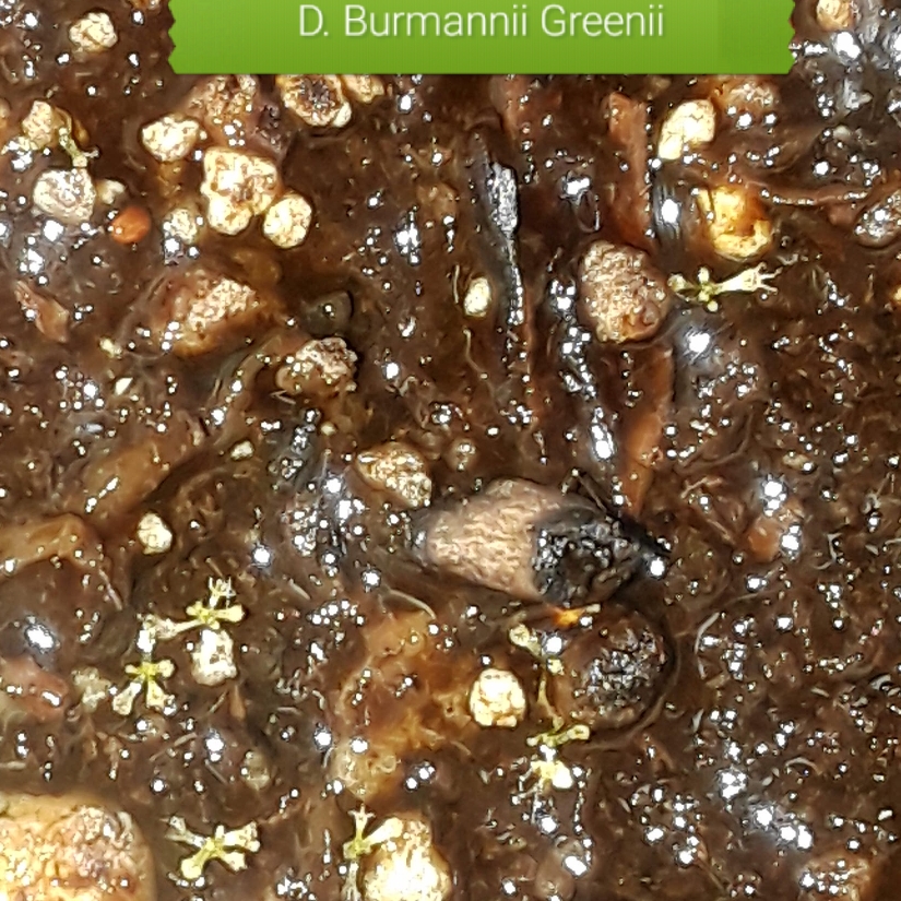 Drosera Burmannii Green in the GardenTags plant encyclopedia