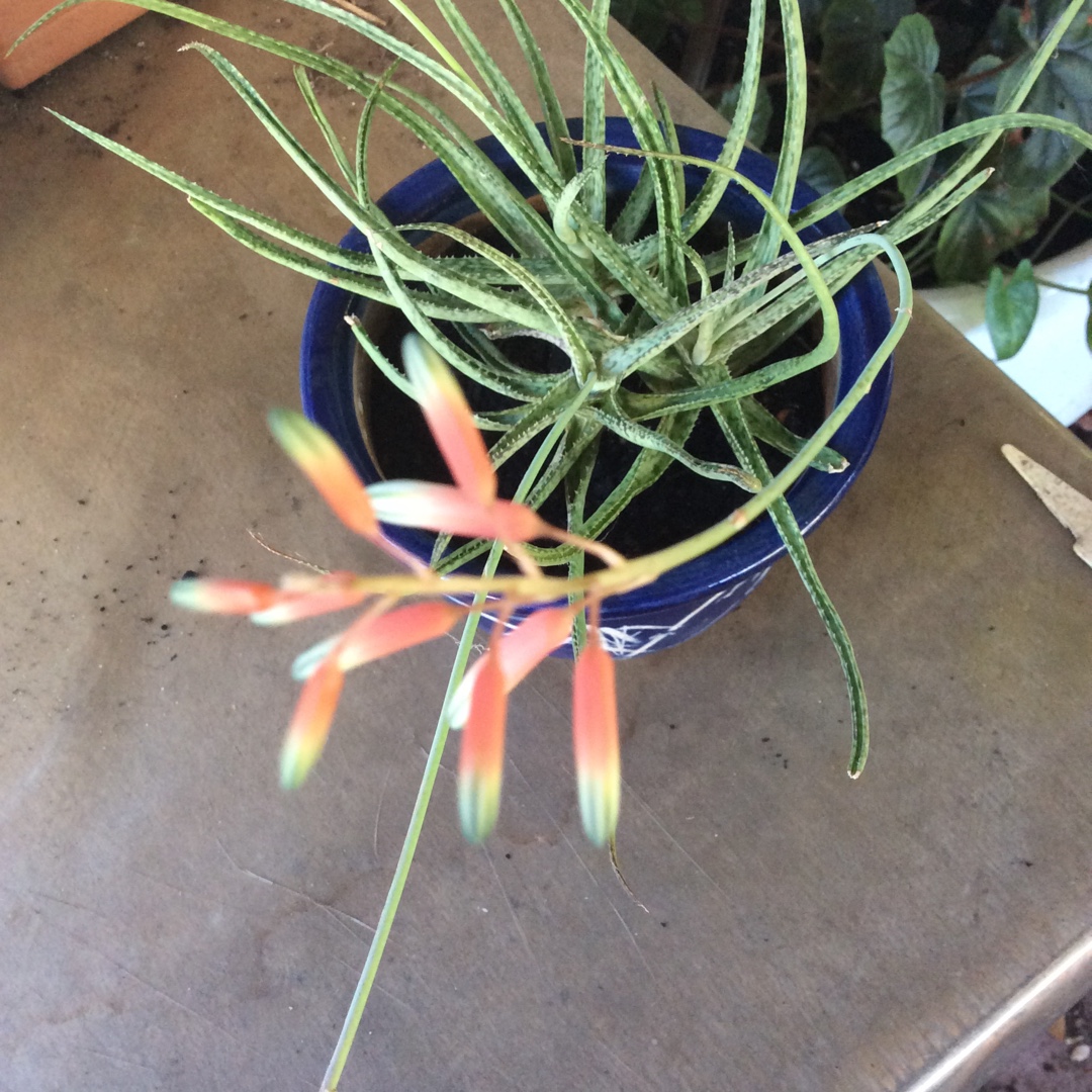 Aloe Alba in the GardenTags plant encyclopedia