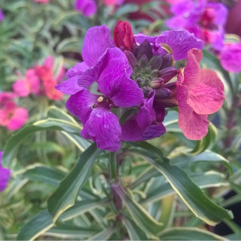 Erysimum linifolium 'Stars and Stripes', Wallflower 'Stars and Stripes ...