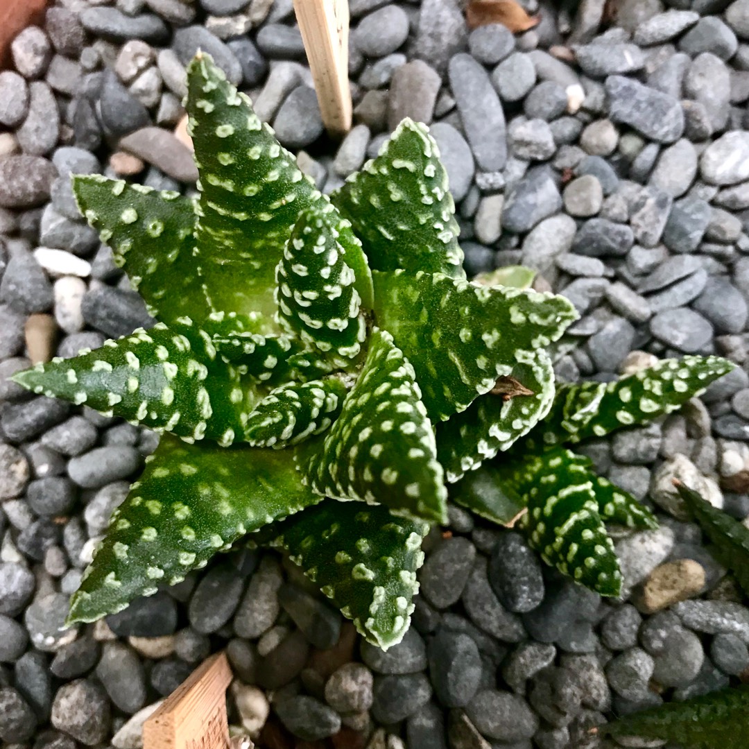 Haworthia pumila Little Donut in the GardenTags plant encyclopedia