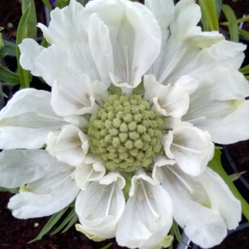 Pincushion Flower in the GardenTags plant encyclopedia