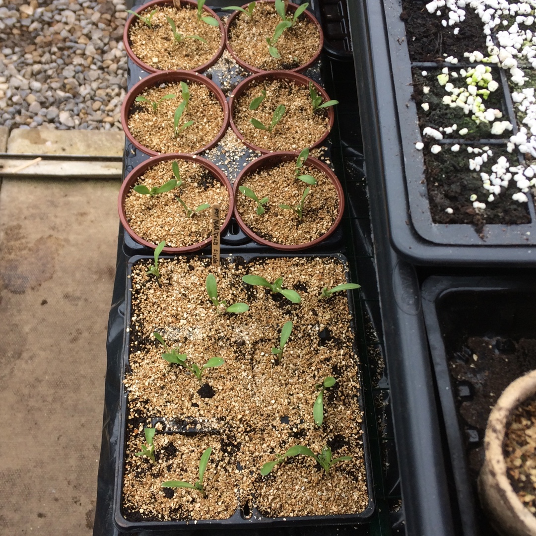 Marigold Fiesta Mix in the GardenTags plant encyclopedia