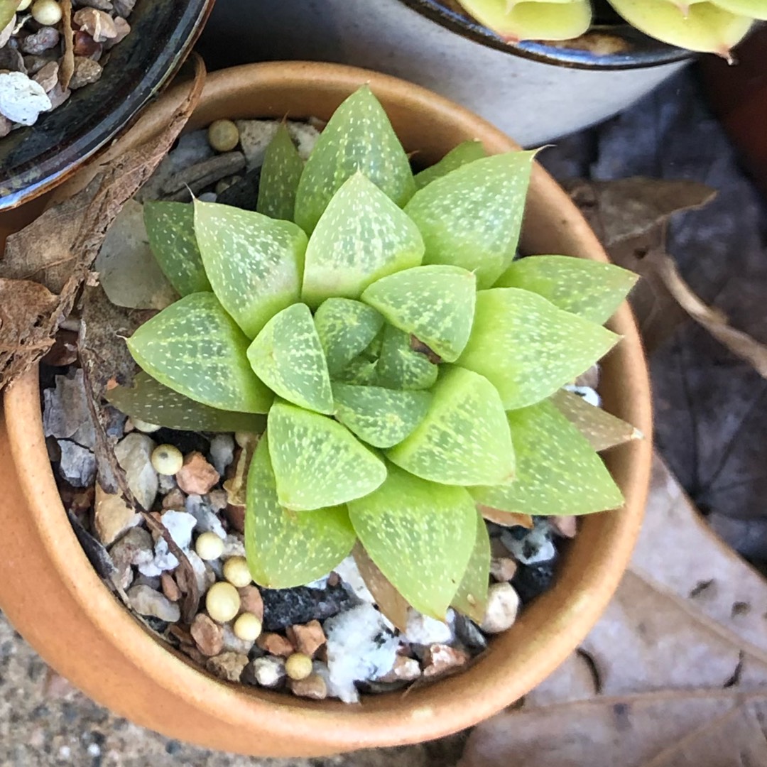 Haworthia turgida var. suberecta in the GardenTags plant encyclopedia