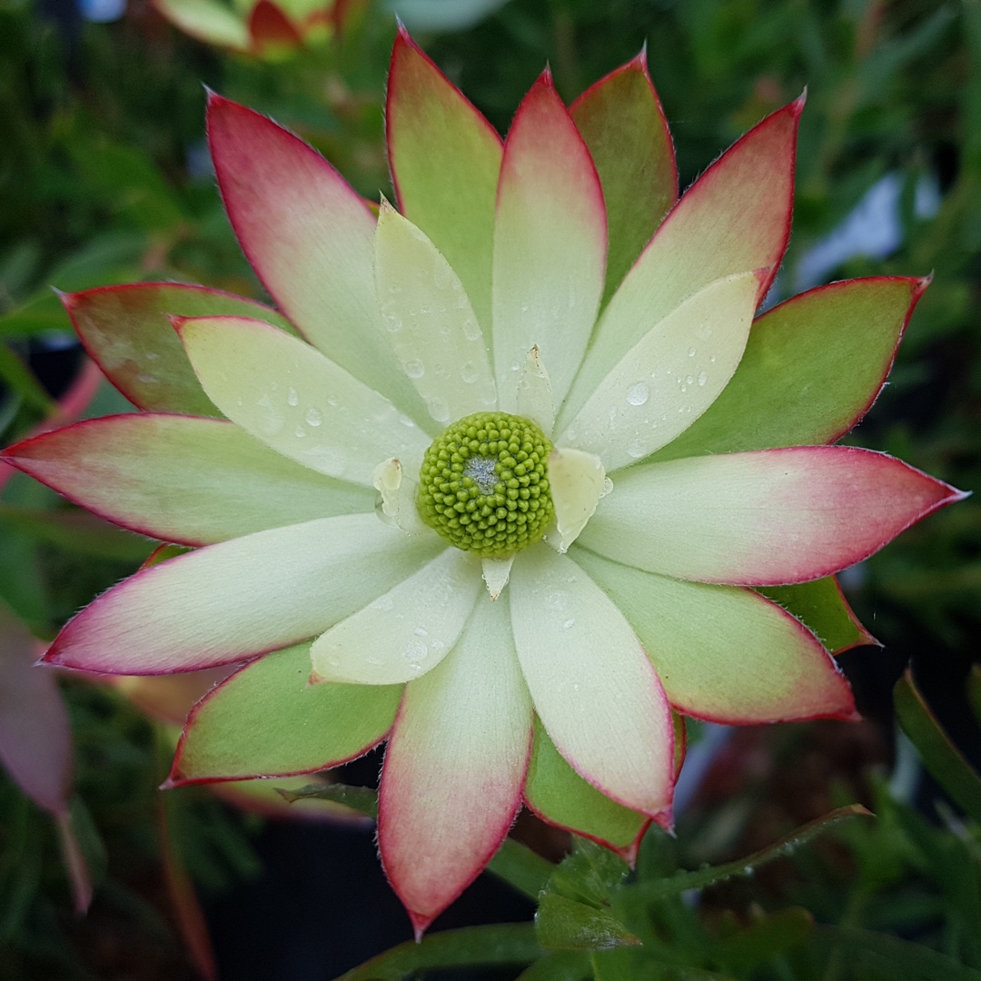 Leucadendron Sundance in the GardenTags plant encyclopedia