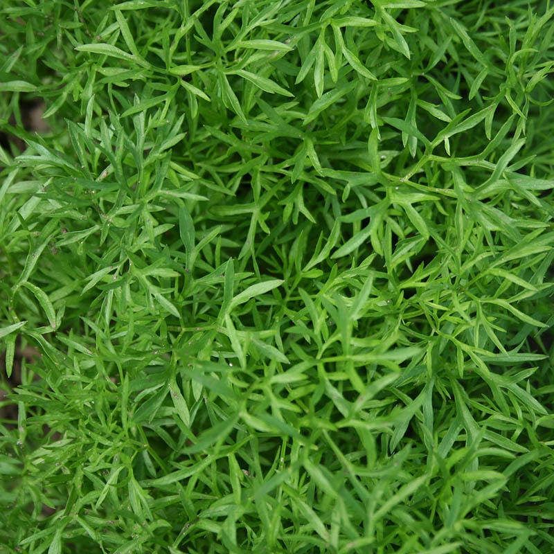 Coriander Confetti in the GardenTags plant encyclopedia