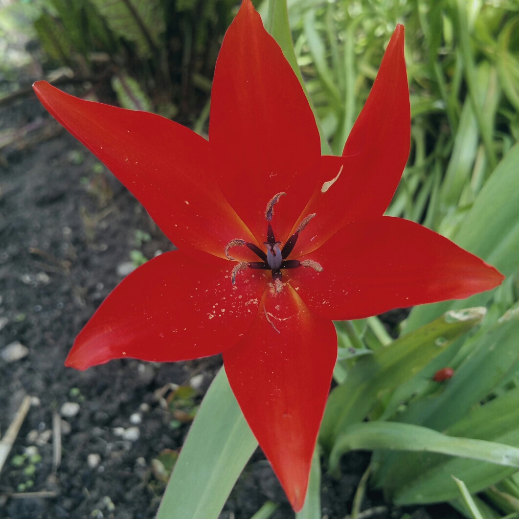 Tulip (Species) Praestans Tulip Red Sun in the GardenTags plant encyclopedia