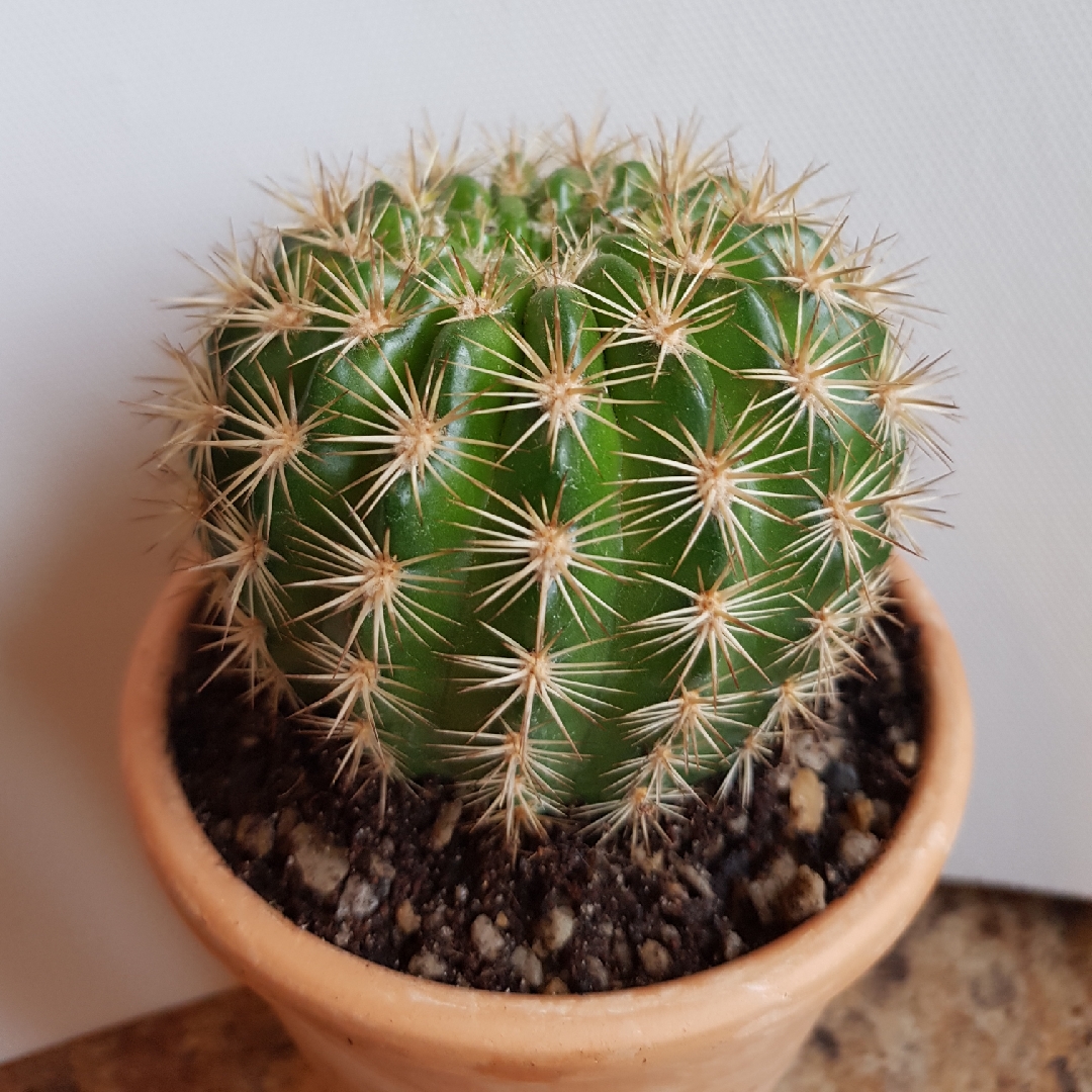 Echinopsis formosa subsp. bruchii in the GardenTags plant encyclopedia