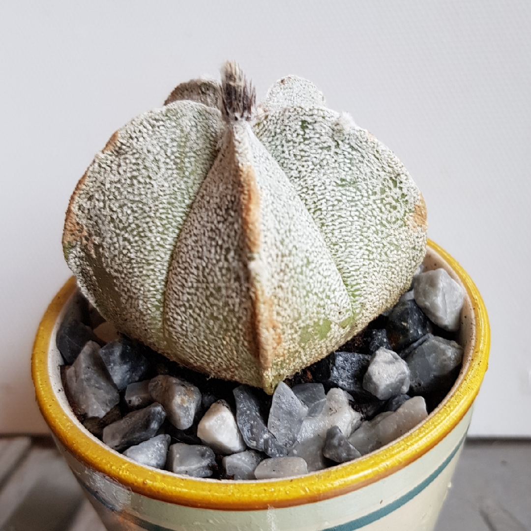 Astrophytum Coahuilense in the GardenTags plant encyclopedia