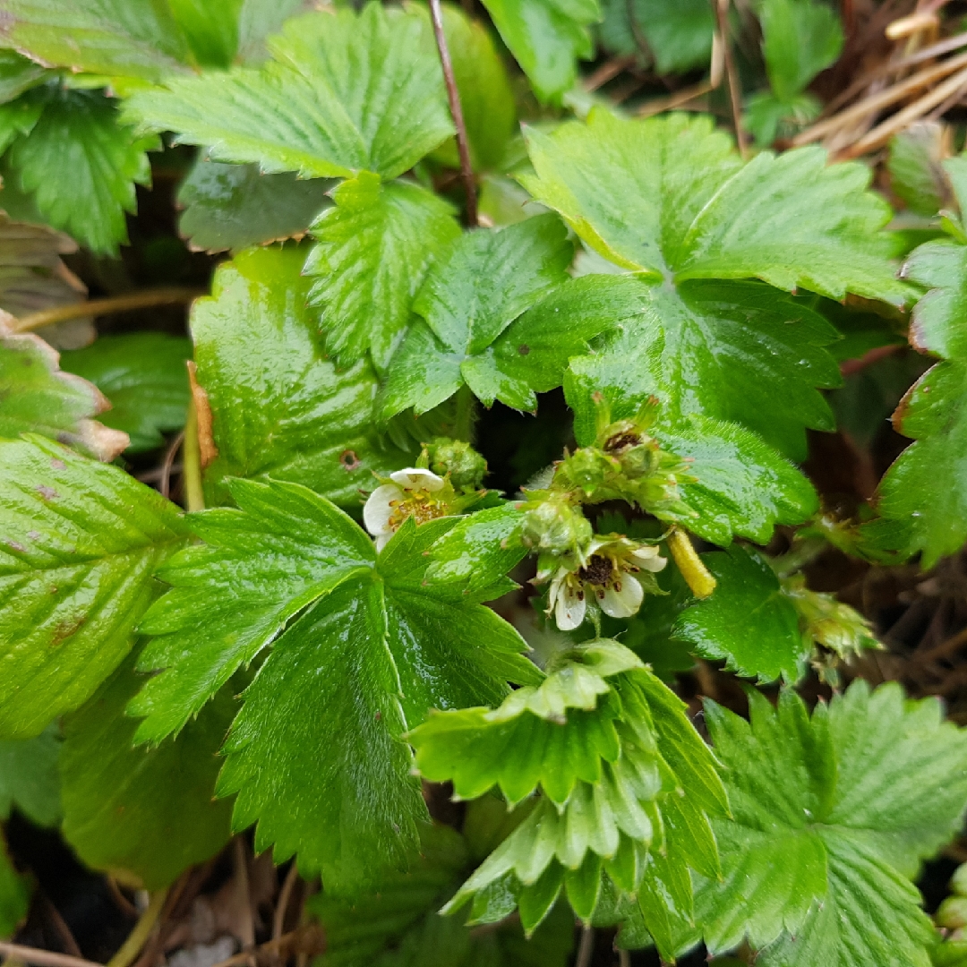 Woodland Strawberry Baron Solemacher in the GardenTags plant encyclopedia