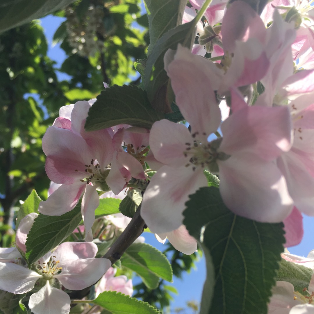 Apple Reinette Grise in the GardenTags plant encyclopedia