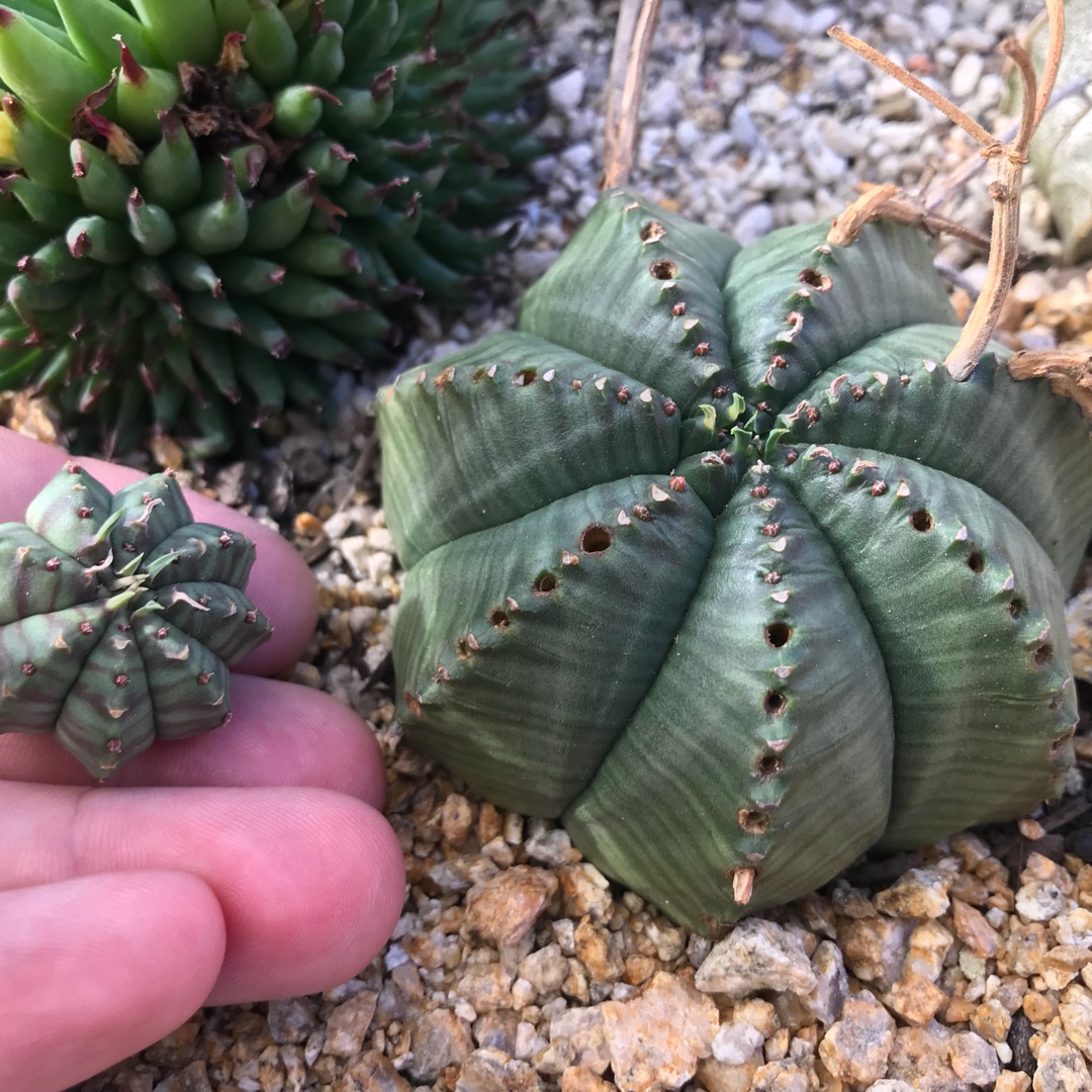 Melon Spurge in the GardenTags plant encyclopedia