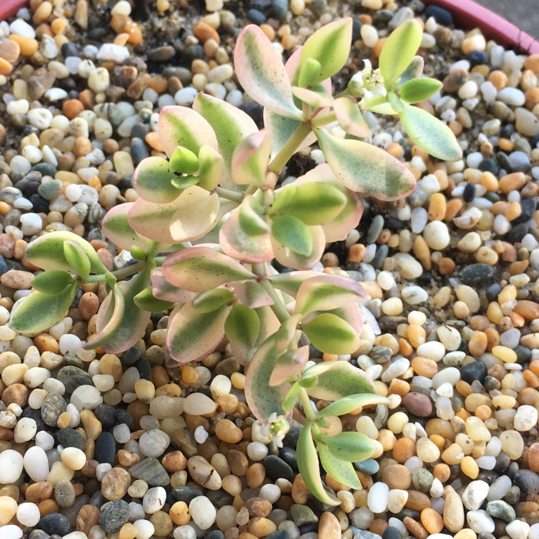 Variegated Crassula Volkensii in the GardenTags plant encyclopedia