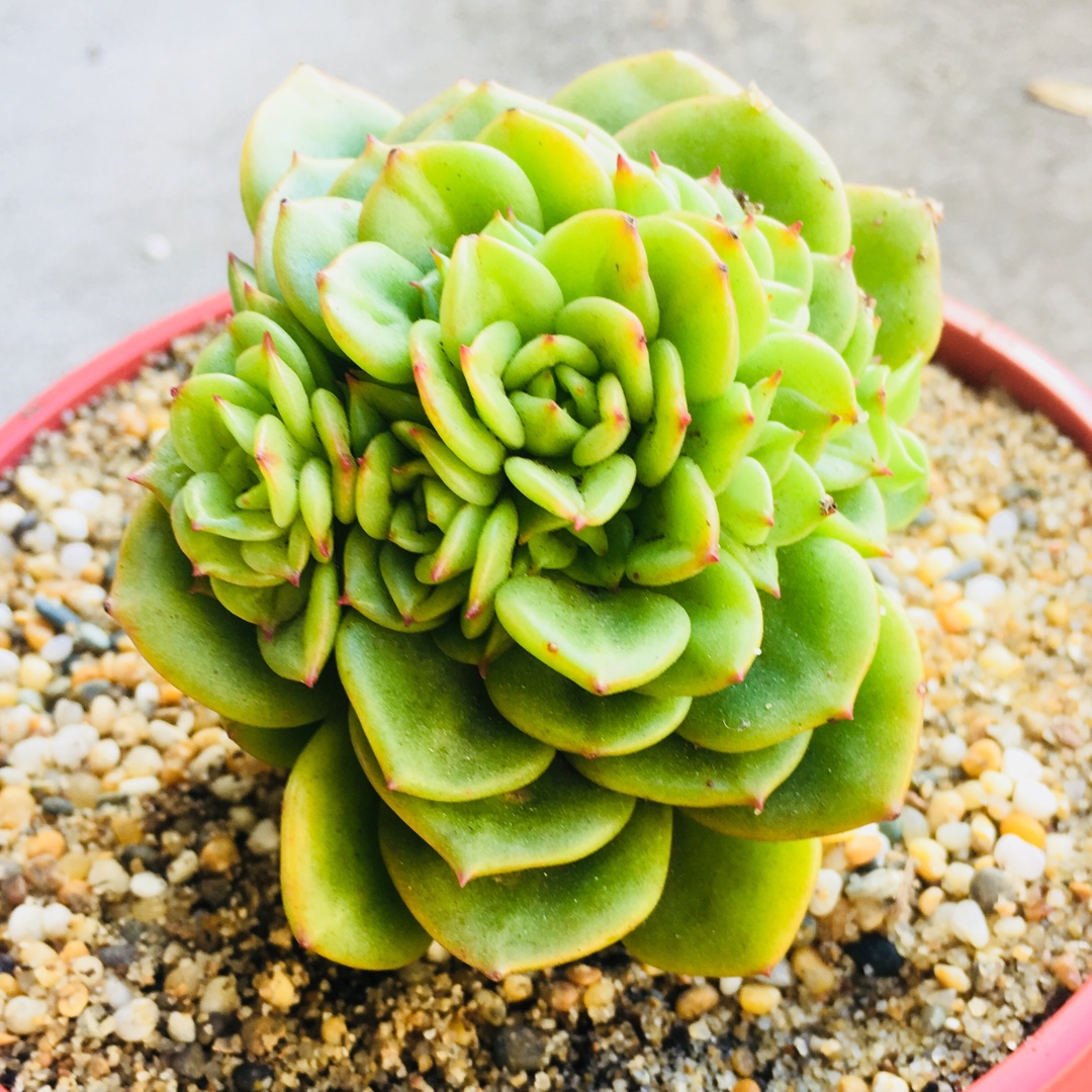 Sedeveria Rolly in the GardenTags plant encyclopedia