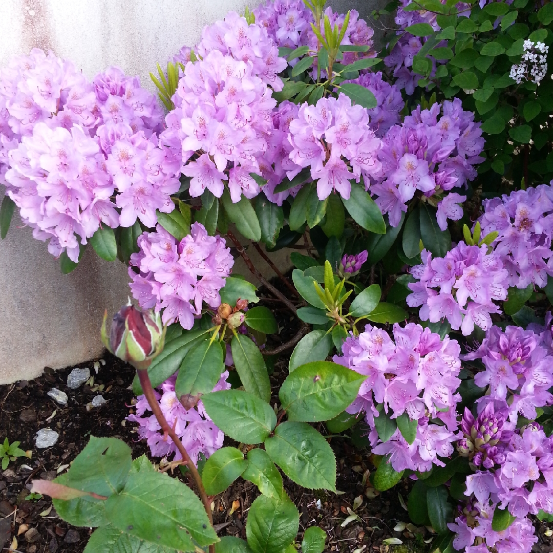 Rhododendron Insigne in the GardenTags plant encyclopedia