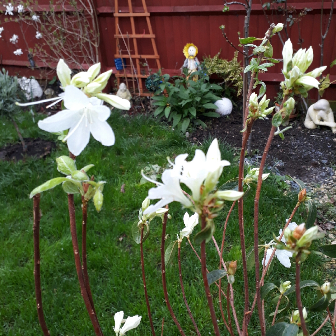 Azalea Japonica in the GardenTags plant encyclopedia