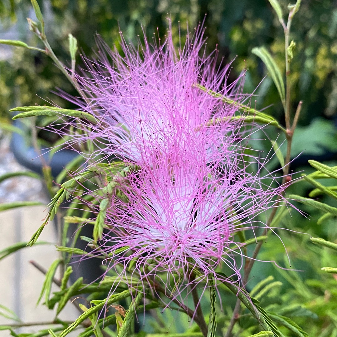 Powder puff plant in the GardenTags plant encyclopedia