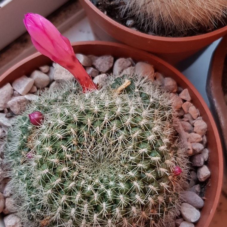 Rebutia Violaciflora in the GardenTags plant encyclopedia