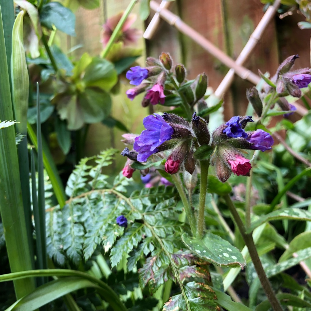 Lungwort in the GardenTags plant encyclopedia