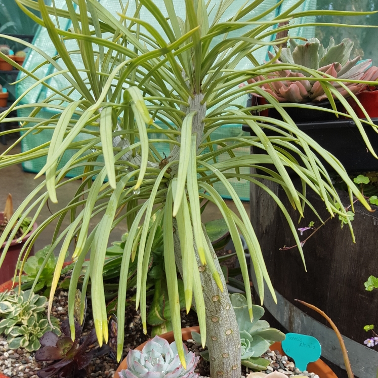 Senecio Kleinia in the GardenTags plant encyclopedia