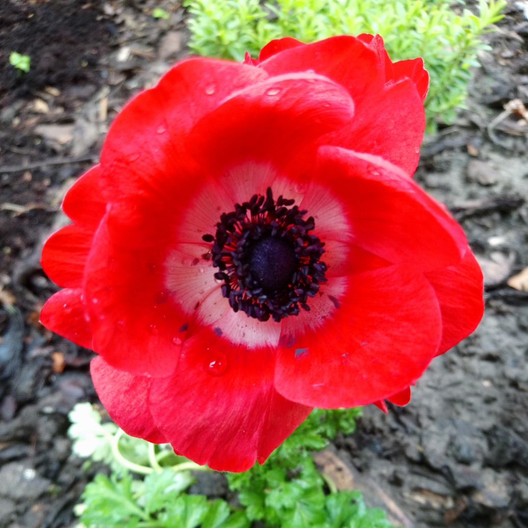 Anemone Harmony Scarlet in the GardenTags plant encyclopedia