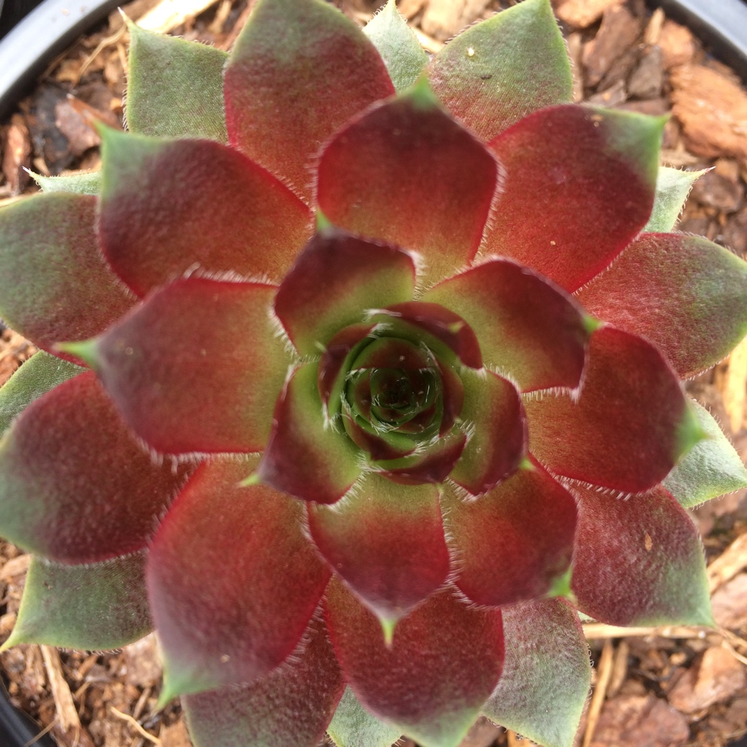 Sempervivum Cosmos in the GardenTags plant encyclopedia