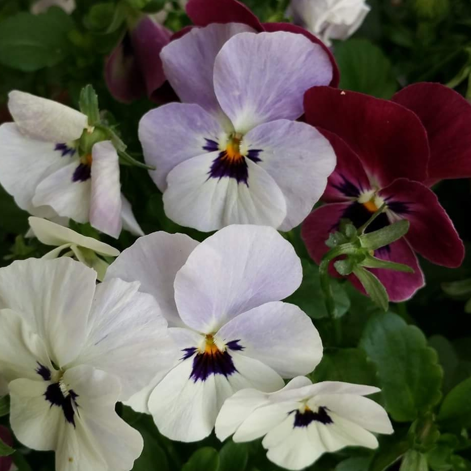 Viola  Pink Halo in the GardenTags plant encyclopedia