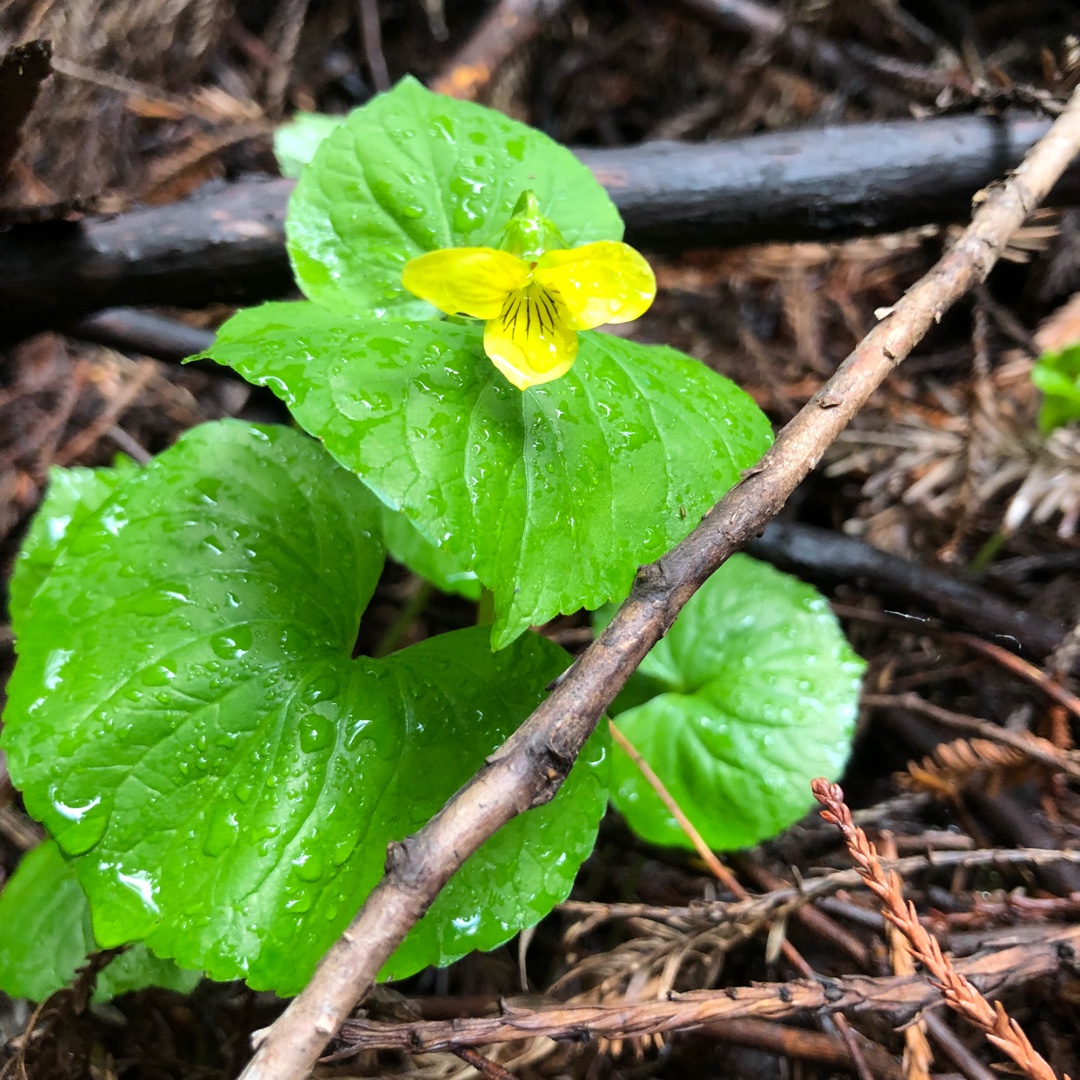 Redwood Violet in the GardenTags plant encyclopedia