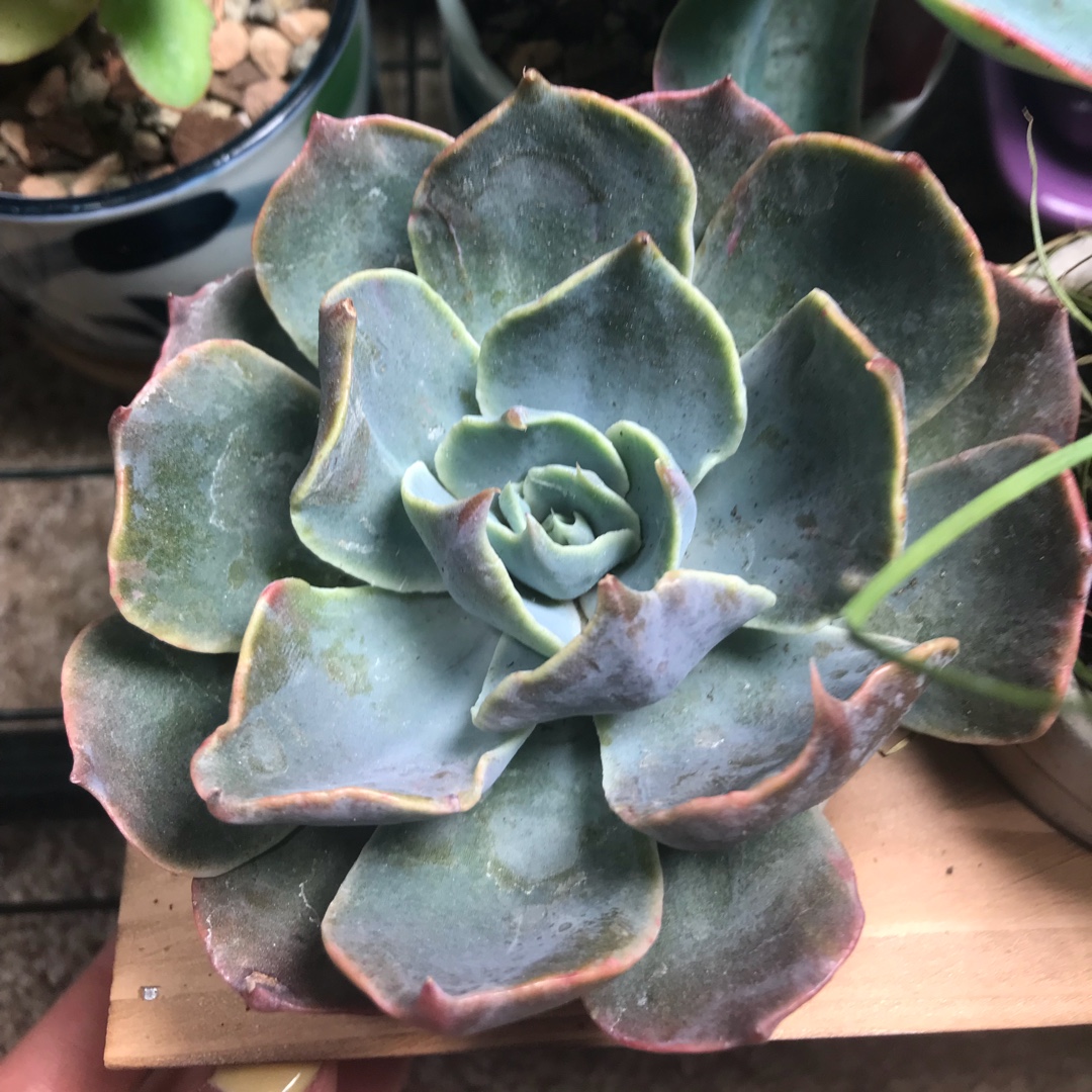 Echeveria Colorshift in the GardenTags plant encyclopedia