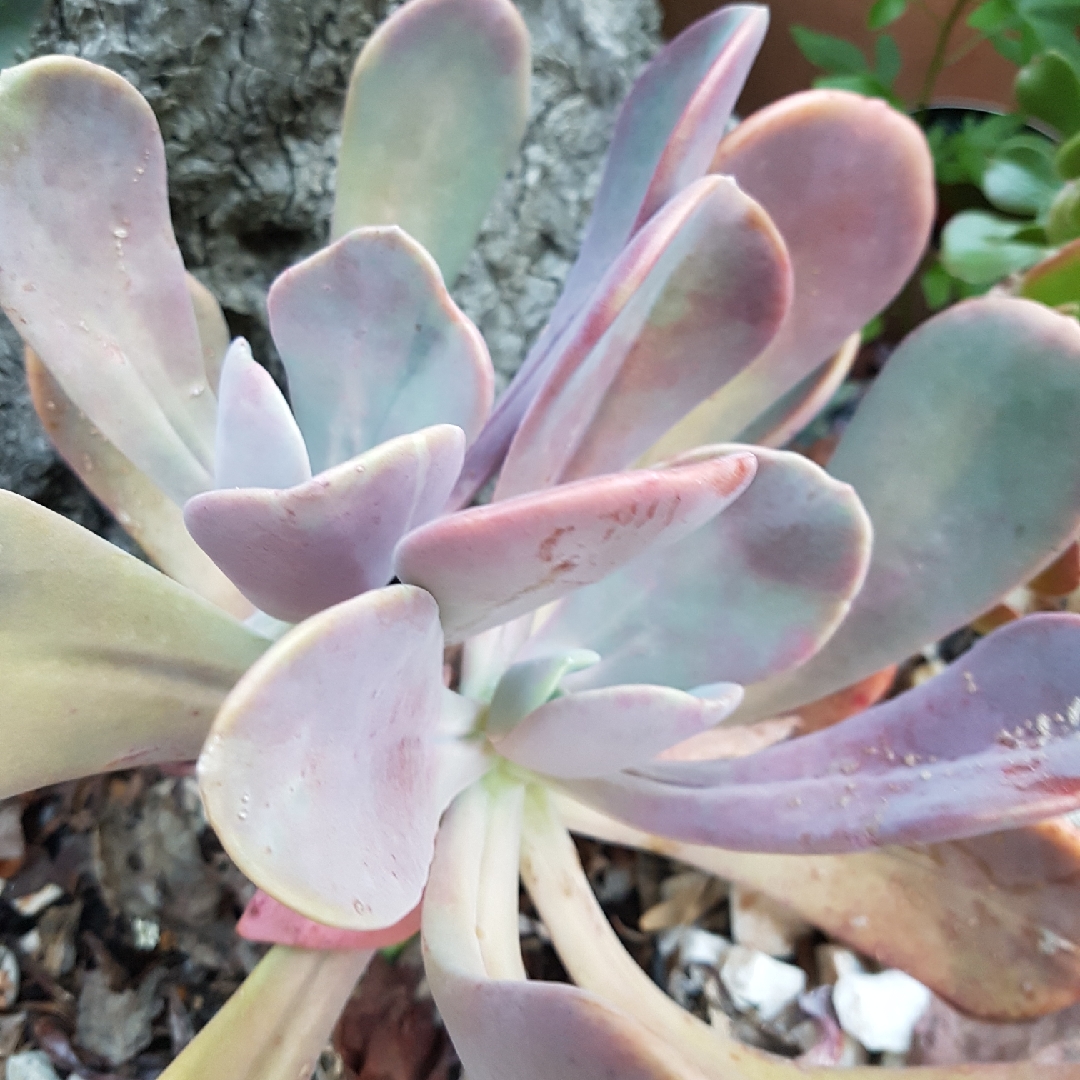 Pachyveria Myrtilla in the GardenTags plant encyclopedia