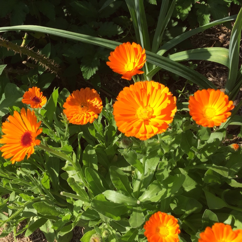 Pot Marigold in the GardenTags plant encyclopedia