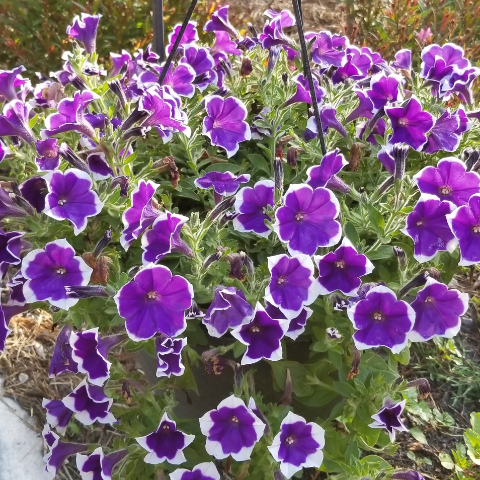 Purple Halo Petunia in the GardenTags plant encyclopedia