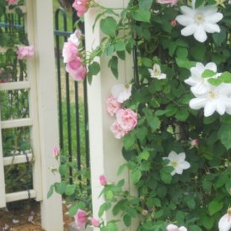 Clematis Marie Boisselot in the GardenTags plant encyclopedia