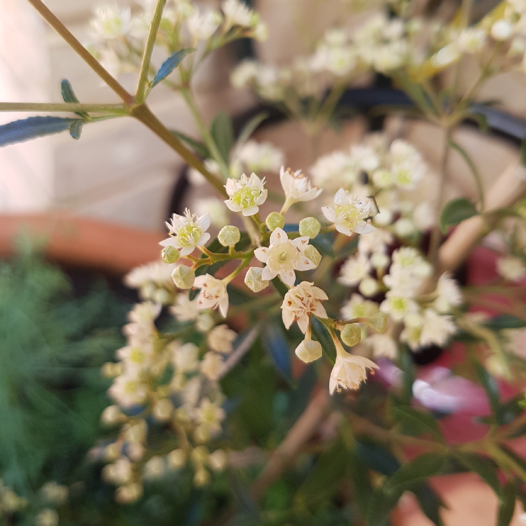 New South Wales Christmas Bush in the GardenTags plant encyclopedia