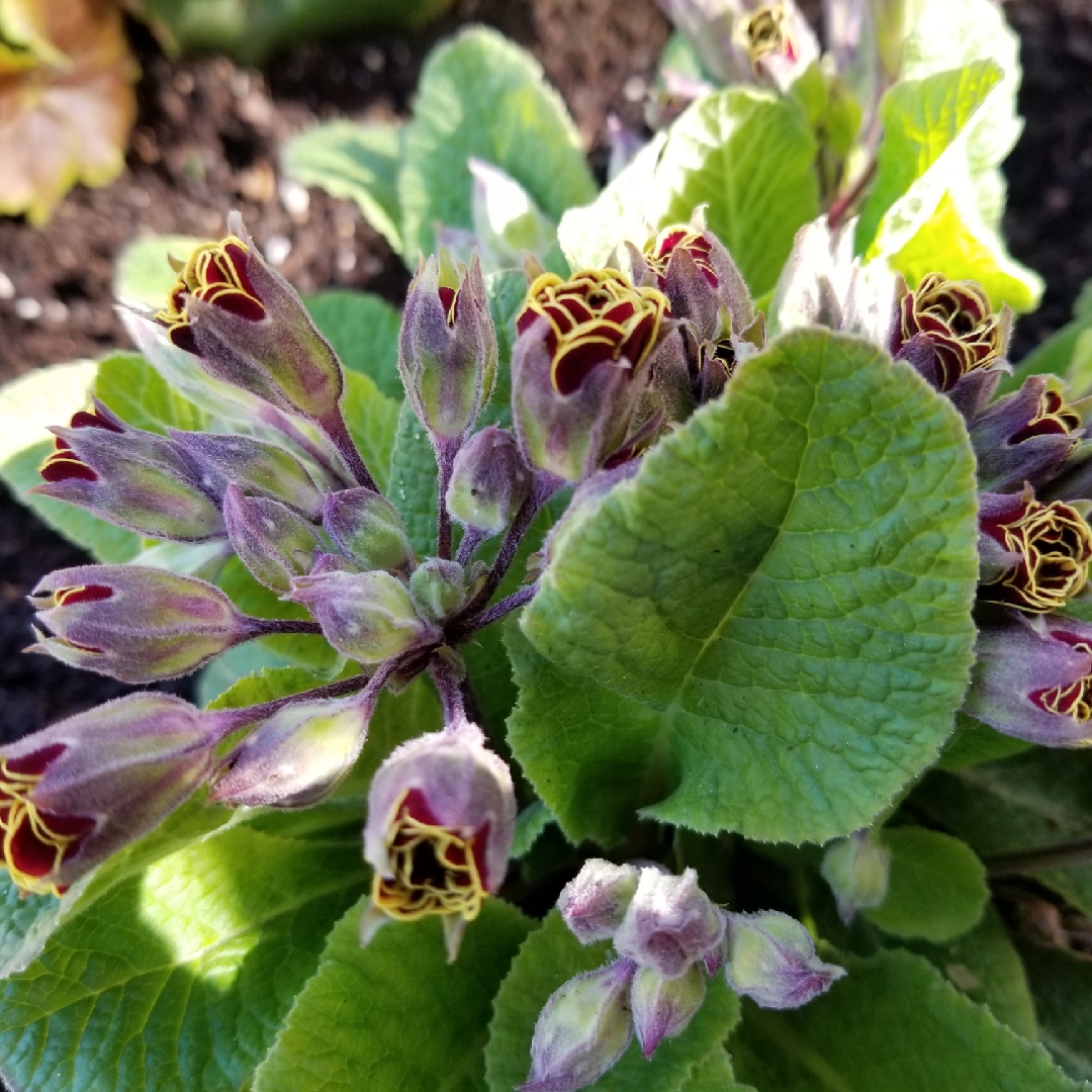 Primrose Tortoiseshell in the GardenTags plant encyclopedia