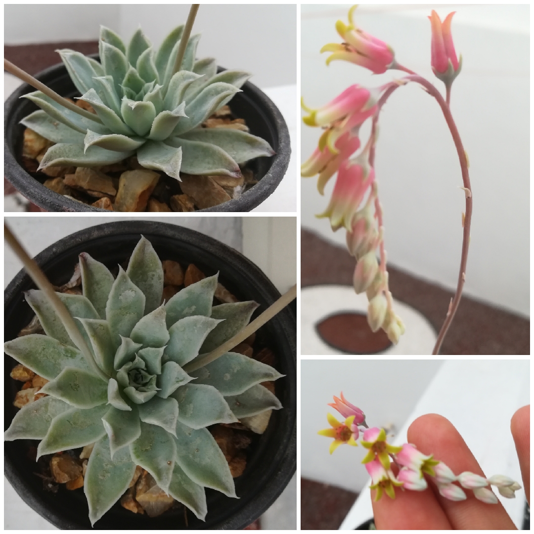 Echeveria Simulans Laguna Sanchez in the GardenTags plant encyclopedia