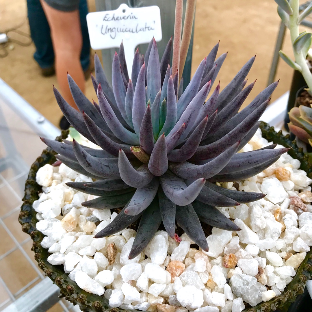 Echeveria Unguiculata in the GardenTags plant encyclopedia