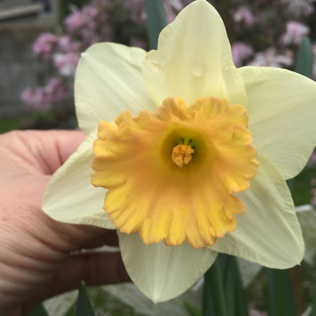 Daffodil Fidelity (Trumpet) in the GardenTags plant encyclopedia