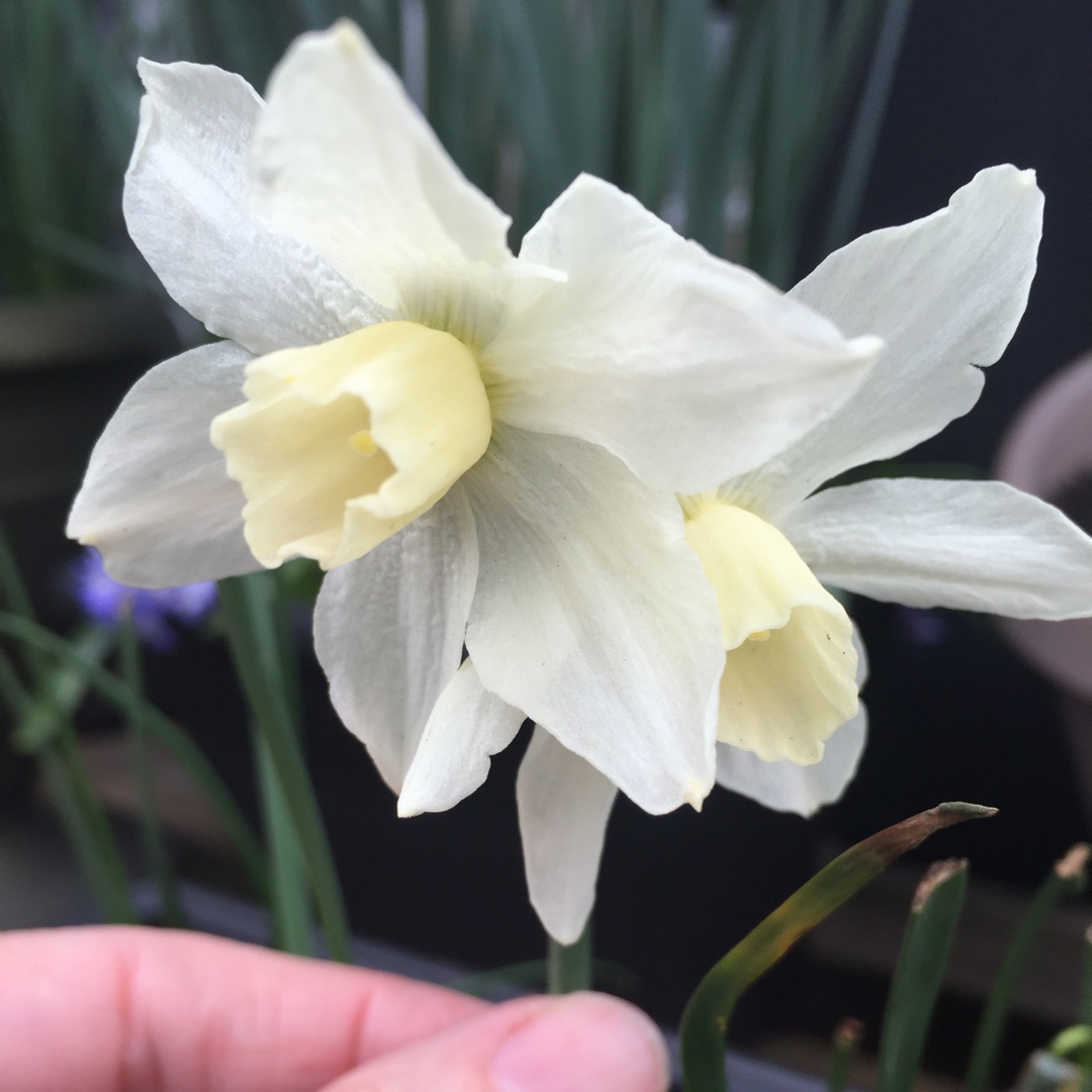 Daffodil Toto (Misc) in the GardenTags plant encyclopedia