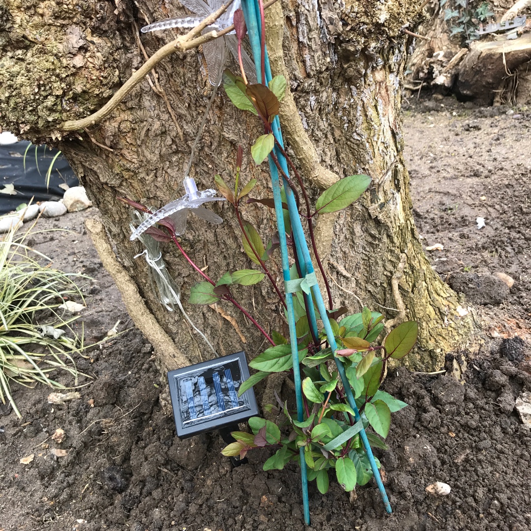 Creeping Japanese Honeysuckle in the GardenTags plant encyclopedia