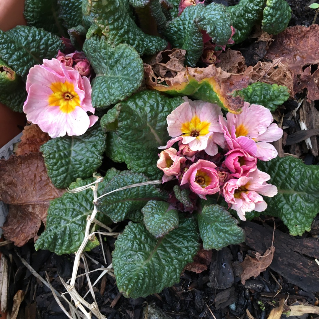 Polyanthus in the GardenTags plant encyclopedia