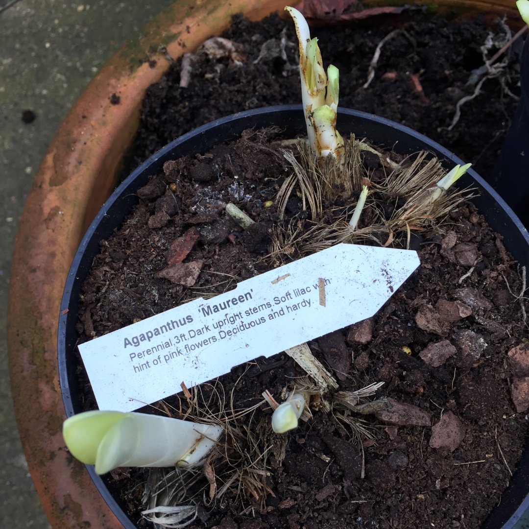 African Lily Maureen in the GardenTags plant encyclopedia