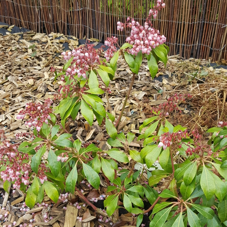 Pieris Pink Passion in the GardenTags plant encyclopedia