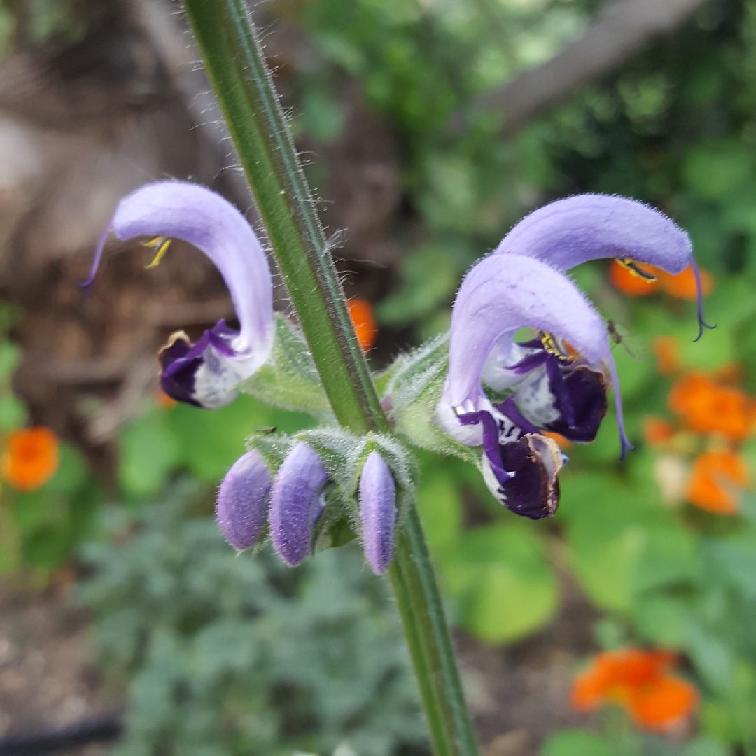 Salvia indica in the GardenTags plant encyclopedia