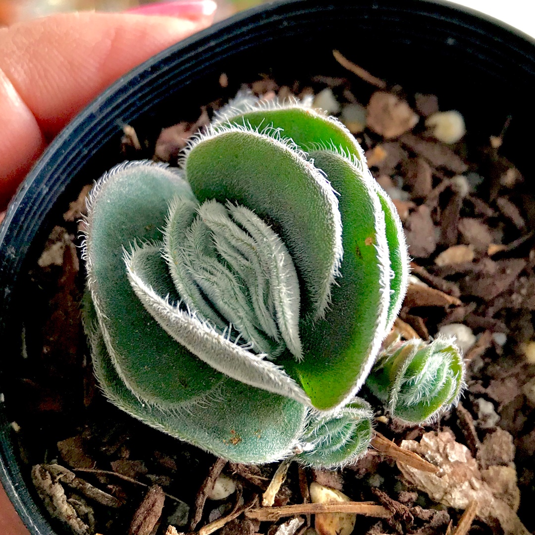 Crassula Glabrifolia in the GardenTags plant encyclopedia