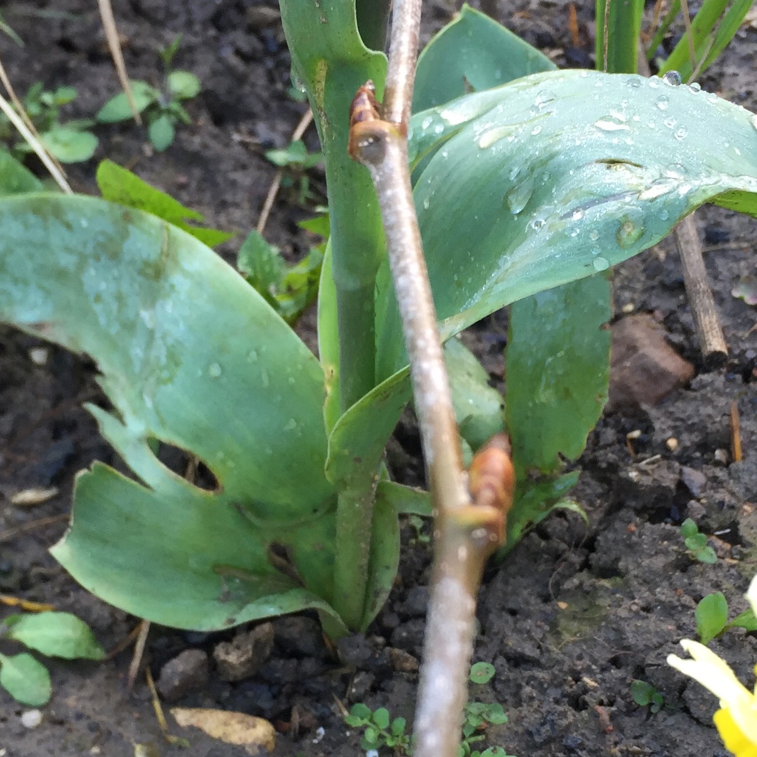 Mulberry Charlotte Russe in the GardenTags plant encyclopedia