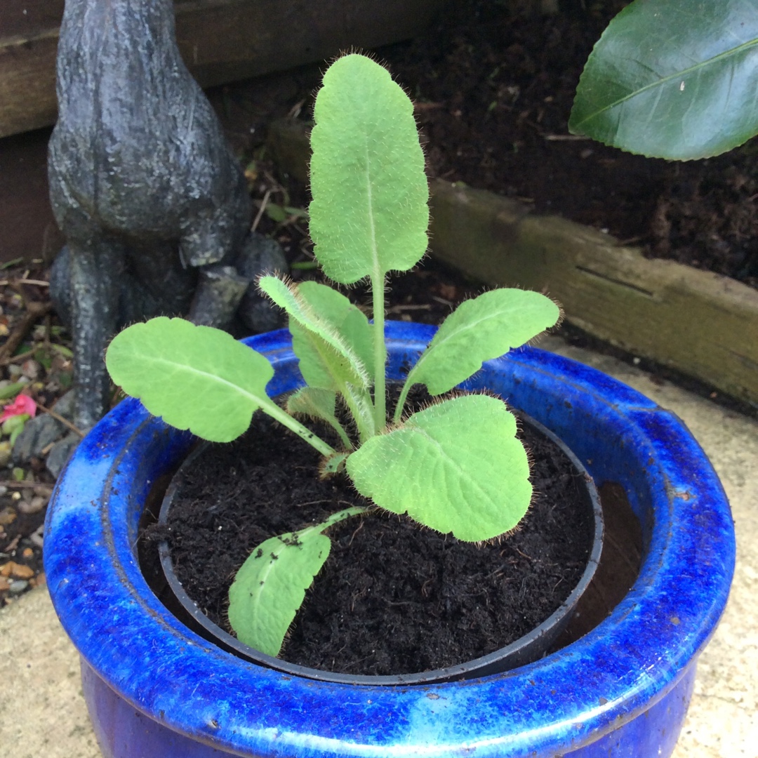 Himalayan Poppy Blue in the GardenTags plant encyclopedia