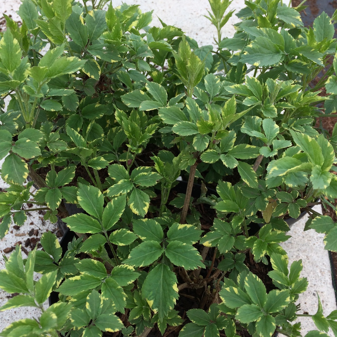 Elder Golden Spark in the GardenTags plant encyclopedia