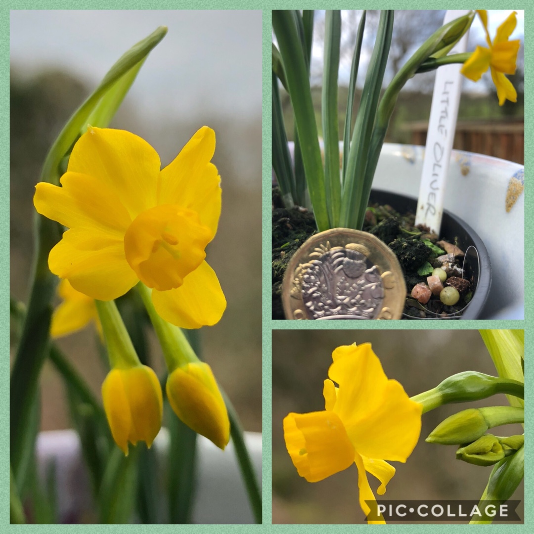 Daffodil Little Oliver (Jonquilla) in the GardenTags plant encyclopedia